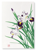 Irises (Pack of 2 prints)