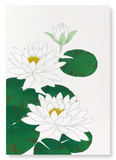 White waterlily (Pack of 2 prints)