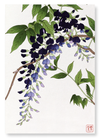 Purple wisteria (Pack of 2 prints)