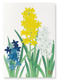 Hyacinths (Pack of 2 prints)