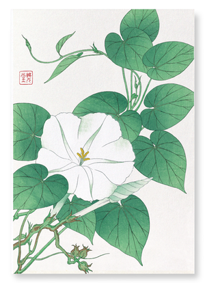 White morning glory (Pack of 2 prints)