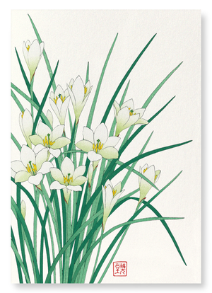 Zephyr lily (Pack of 2 prints)