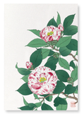 Camellia (Pack of 2 prints)