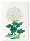 White chrysanthemum (Pack of 2 prints)