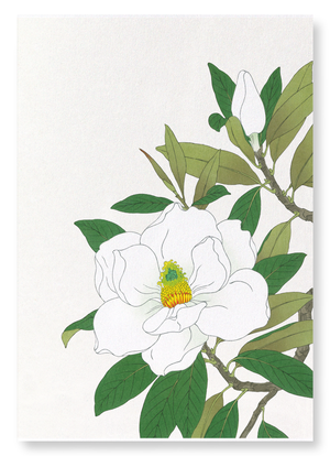 White magnolia (Pack of 2 prints)