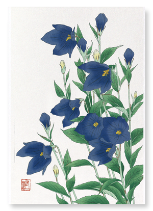 Bluebell flower (Pack of 2 prints)