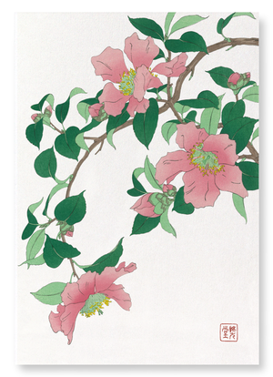 Pink camellia (Pack of 2 prints)