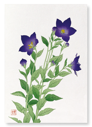 Purple bell flower (Pack of 2 prints)