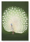 White peacock (Pack of 2 prints)