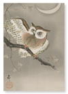 Long-eared owl (Pack of 2 prints)