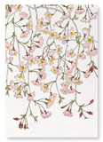 Shidarezakura blossoms (Pack of 2 prints)