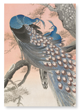 Couple of peacocks (Pack of 2 prints)