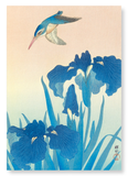 Kingfisher and iris (Pack of 2 prints)