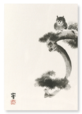 Owl on pine tree (Pack of 2 prints)