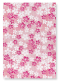 Cherry blossom on pink (Pack of 2 prints)