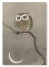 Long-eared owl on tree branch (Pack of 2 prints)