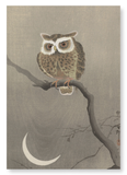 Long-eared owl on tree branch (Pack of 2 prints)