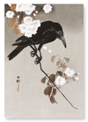 Crow with cherry blossom (Pack of 2 prints)