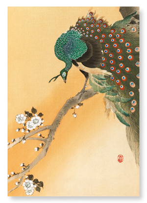 Peacock on cherry blossoms (Pack of 2 prints)