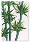 Bamboo No.2 (Pack of 2 prints)