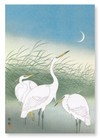 Herons in shallow water (Pack of 2 prints)