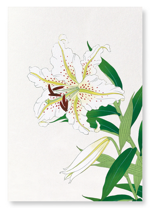 Lily (Pack of 2 prints)