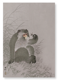 Monkey with insect (Pack of 2 prints)