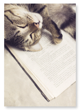 Cat and book (Pack of 2 prints)