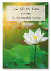 Lotus in the light (Pack of 2 prints)