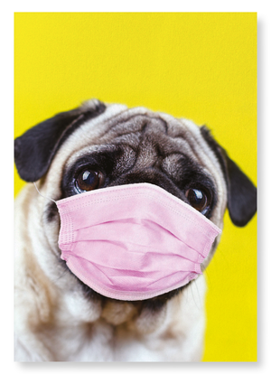 Pug mask (Pack of 2 prints)