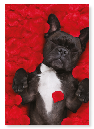 Frenchie dream (Pack of 2 prints)