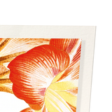 Amaryllis (Pack of 2 art prints)