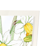 Daffodil (Pack of 2 art prints)