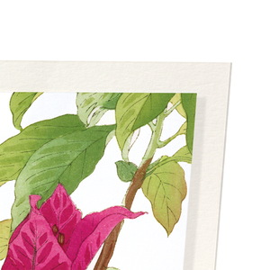 Bougainvillea (Pack of 2 art prints)