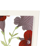 Petunia flower (Pack of 2 art prints)