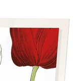 Tulip (Pack of 2 art prints)