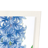 Hyacinth (Pack of 2 art prints)