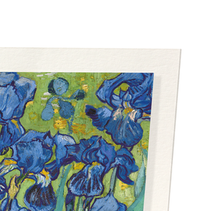 Irises by van gogh : 2 prints