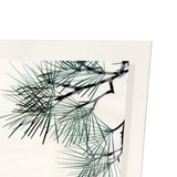 Carps and pine (Pack of 2 prints)