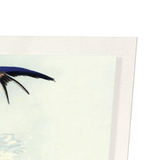 Swallow in flight (Pack of 2 prints)