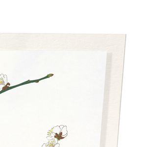 Plum blossom (Pack of 2 prints)