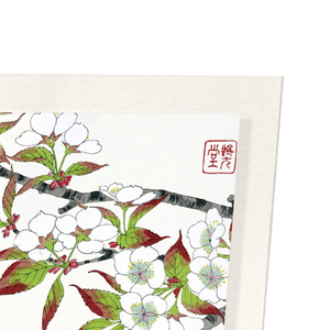 Cherry blossoms (Pack of 2 prints)