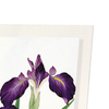 Purple iris (Pack of 2 prints)