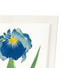 Blue iris (Pack of 2 prints)