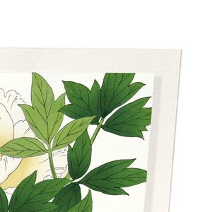 White peony (Pack of 2 prints)