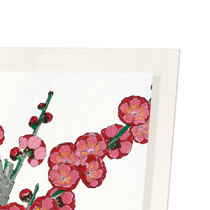 Red plum blossom (Pack of 2 prints)