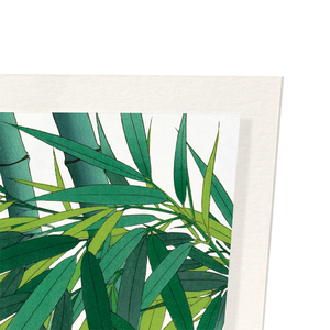 Bamboo (Pack of 2 prints)