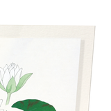 White waterlily (Pack of 2 prints)