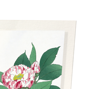 Camellia (Pack of 2 prints)