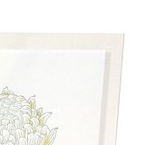 White chrysanthemum (Pack of 2 prints)